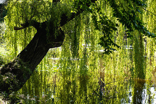 istock Willow tree with green leaves and water reflection in the lake. 2249649305