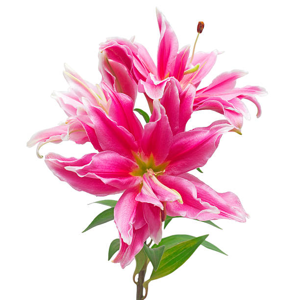 Beautiful pink lily botanical outdoor garden flower blooming nature background