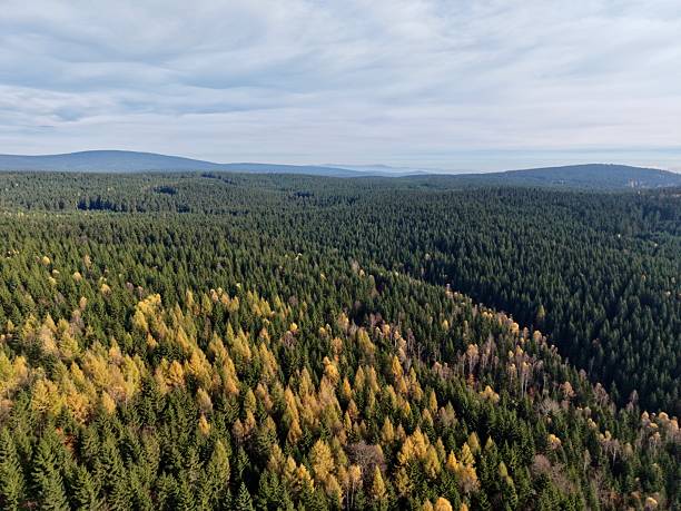 elevated perspective captures colorful leaf canopy and undulating mountain ridge with mixed forest types