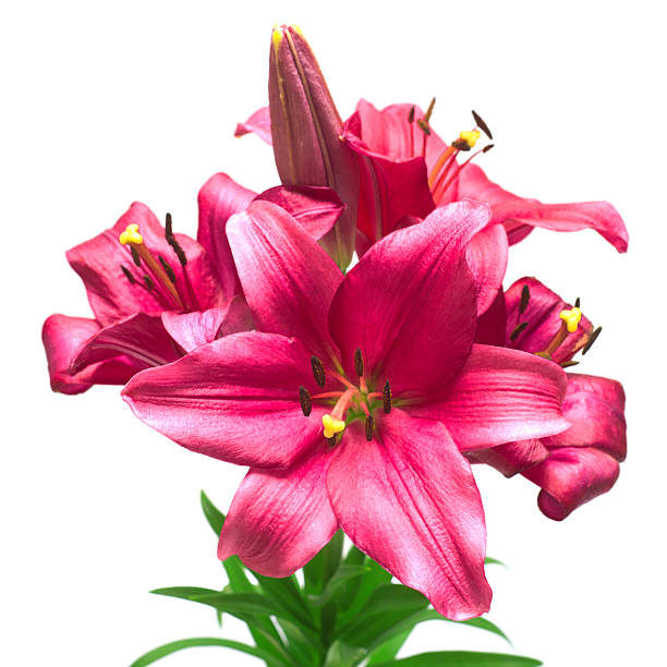 istock Beautiful pink lily flower isolated on white background 2249650394