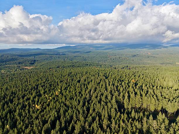 istock sunlit forest canopy over expansive wilderness, unspoiled wilderness with towering trees under cloudy skies 2249651746