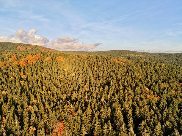 istock remote lush forest beneath rolling landscapes, endless treetops stretch across distant horizon vista 2249652117