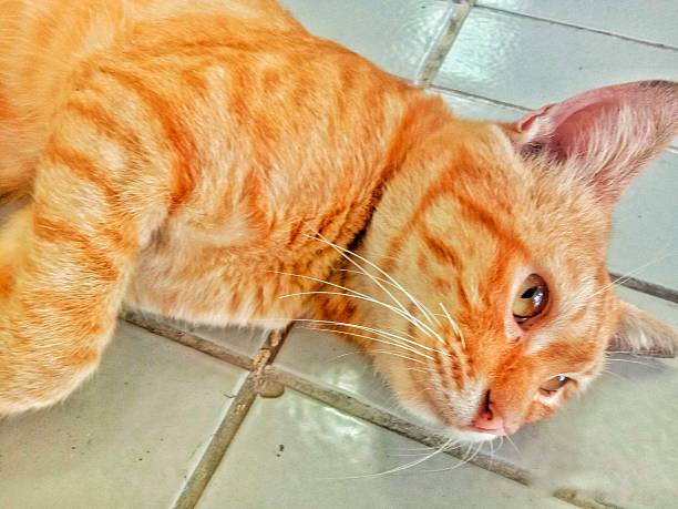 an orange lazy cat on a white floor background