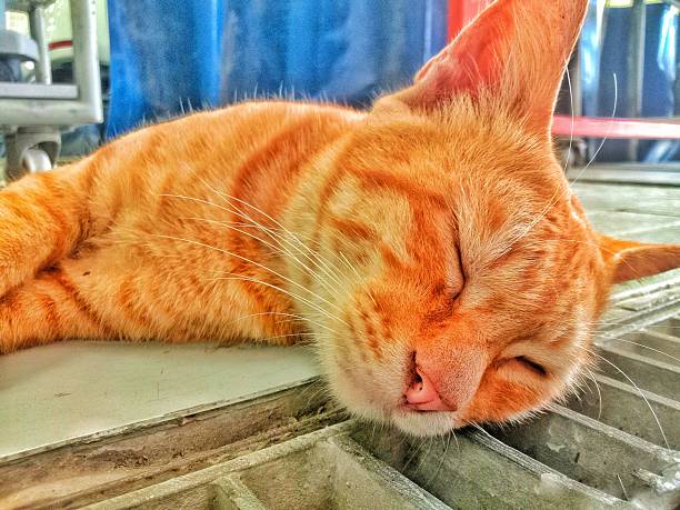 an orange lazy cat on a white floor background
