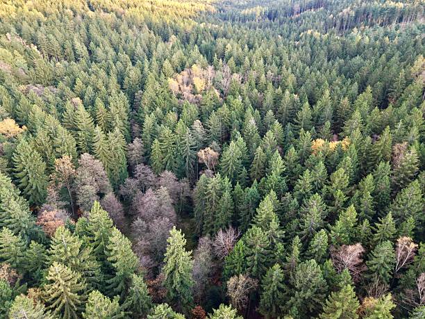 istock serene landscape sparks creative ideas, peaceful woods and open plains evoke artistic inspiration 2249652576
