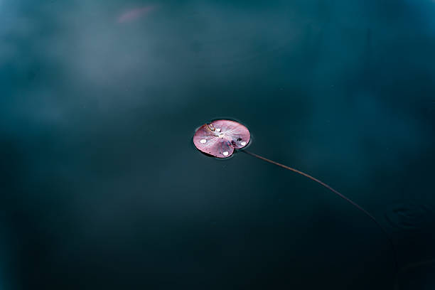 Purple lotus leaves in the water on a cloudy day