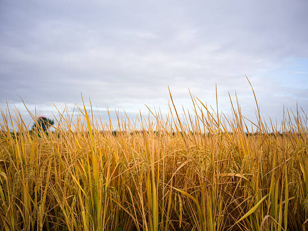 Golden Rice Field and Sky