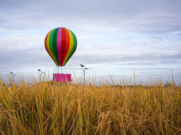 Colorful Hot Air Balloon Over Rice Field