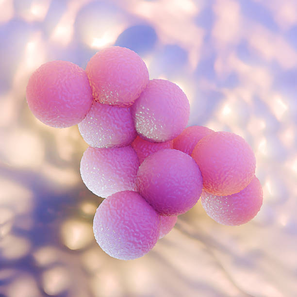 istock Purple Microscopic View of MRSA Staphylococcus Aureus Bacteria Cluster 2249662650