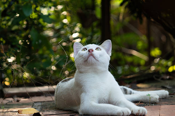 Close up portrait of a domestic pet relaxing outdoors