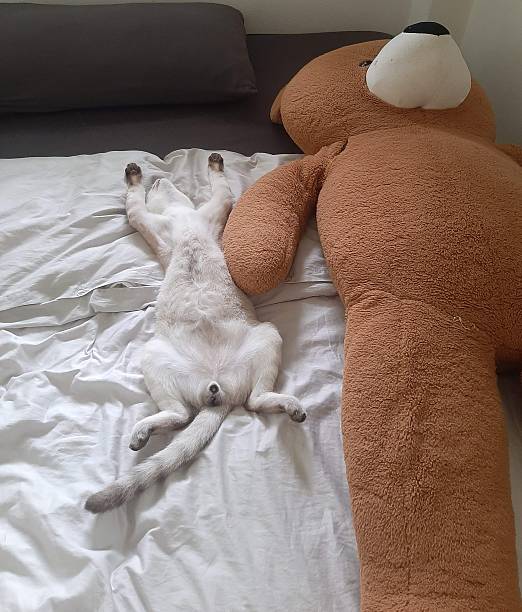 istock Ultimate Trust and Relaxation: Comical Cat Sleeping on its Back Next to a Giant Teddy Bear 2249663631