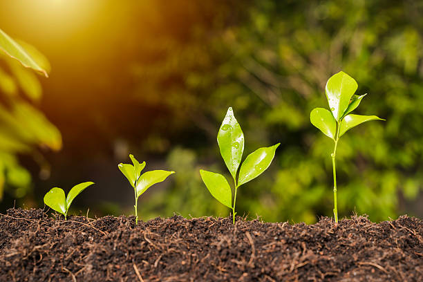istock Young Green Seedlings Growing in Soil with Sunlight Symbolizing Nature Growth, Sustainability, Development and Future Life 2249664204