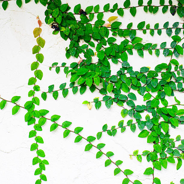 Green ivy is climbing a white textured wall