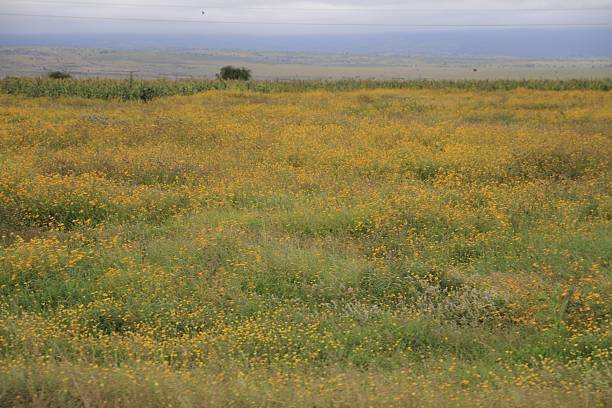 Africa Landscape