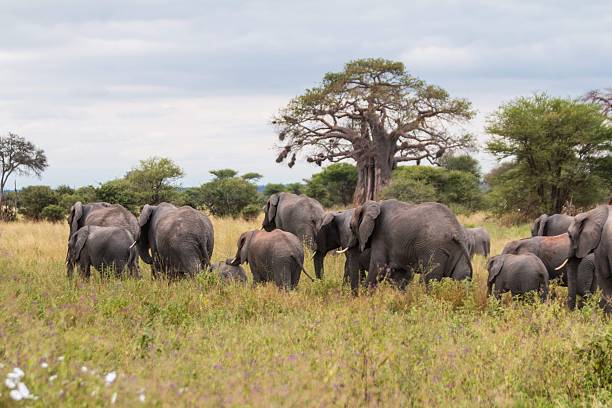 istock Large African Elephant Herd Crossing Green Grassland under Baobab Trees 2249667606