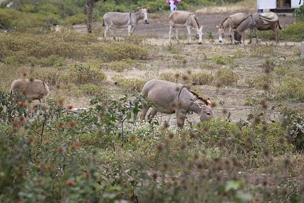 Africa Wildlife