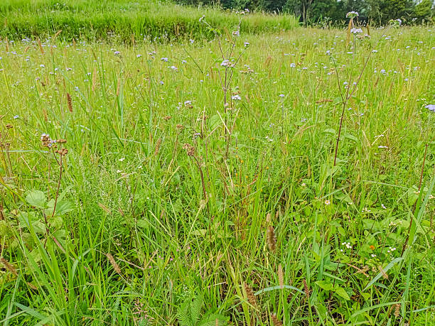 istock Wild grassy meadow landscape under overcast sky 2249668650