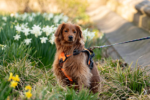 istock Purebred dog in a public park in Spring time 2249669211