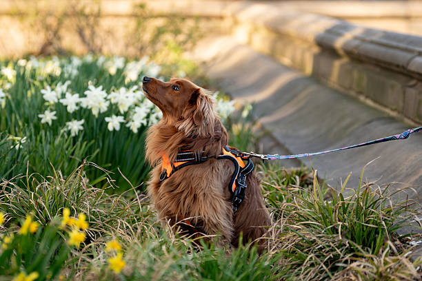 Purebred dog in a public park in Spring time in Manhattan