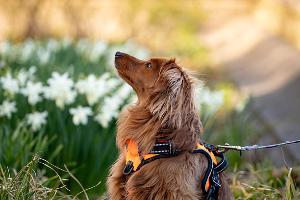 istock Purebred dog in a public park in Spring time 2249669217