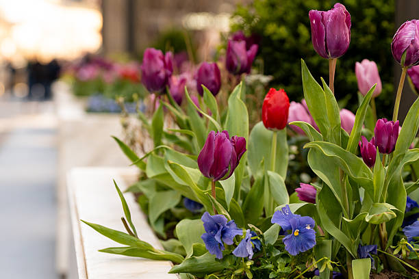 Flowers in public areas in Manhattan during springtime