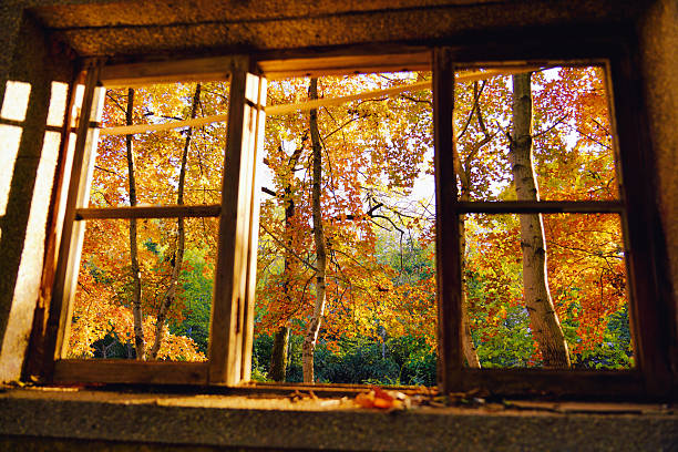 Large four pane window looking on colorful fall forest