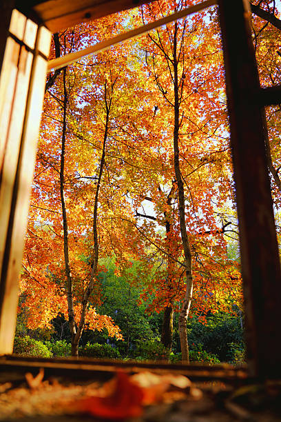 An old, weathered window frames a burst of autumn gold—time-worn walls meet the vivid hues of fall, a quiet dialogue between decay and beauty.