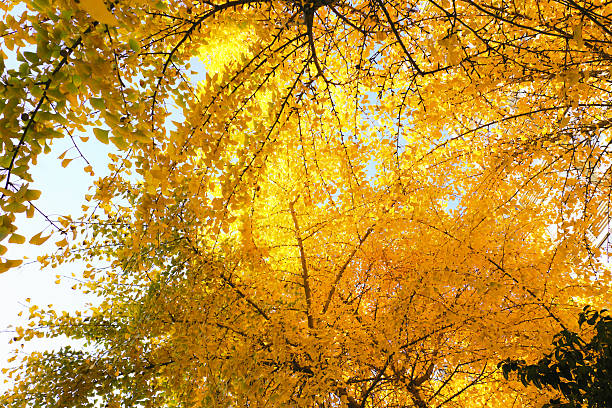 istock Golden Leaves Weave Autumn 2249669988