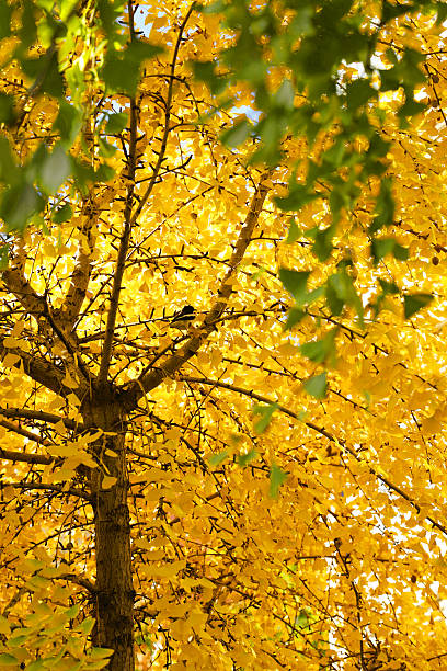 Autumn paints the branches with gilded brushstrokes, and ginkgo leaves burn bright like molten gold against the blue sky.