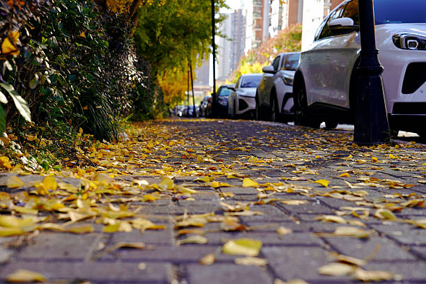 istock Golden Leaves Weave Autumn 2249670065