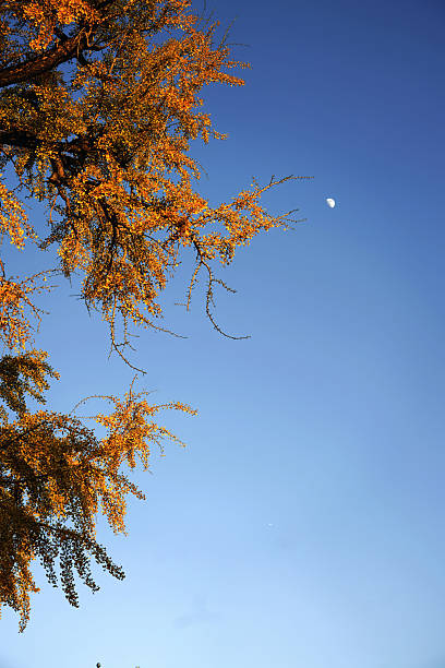 Autumn paints the branches with gilded brushstrokes, and ginkgo leaves burn bright like molten gold against the blue sky.