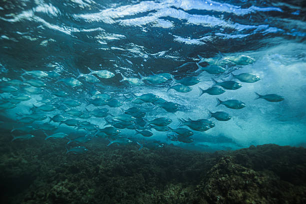 istock School of Fish in Clear Ocean Water 2249670247
