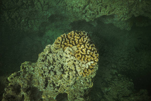 istock Coral on the Ocean Floor 2249670272
