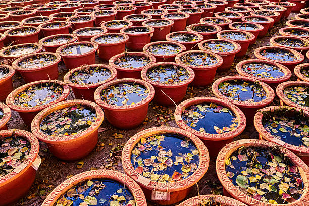 Flower pots in the botanical garden
