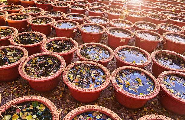 Flower pots in the botanical garden
