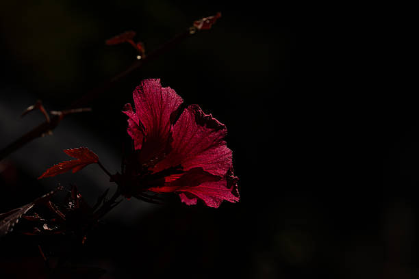A red flower of an African rosemallow or cranberry hibiscus tree, Hibiscus acetosella, in garden under natural sunlight