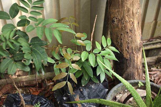 istock Longan Tree Branch with New Shoots and Compound Leaves 2249674016