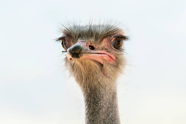 istock Close-up of an ostrich with distinct features and curious expression in a natural setting 2249675060