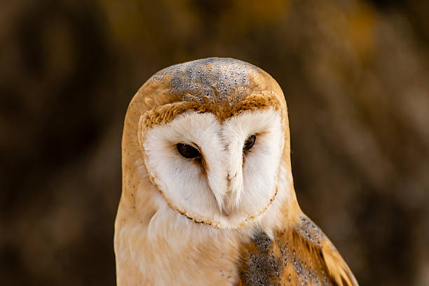 istock Barn owl perched quietly, showcasing intricate feathers and striking facial features in a natural setting 2249675067