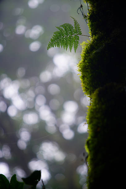 istock Lush Fern Leaf on Moss-Covered Tree Trunk in Misty Forest Scene 2249675225