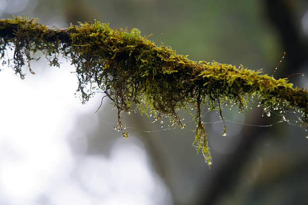 A serene close-up of lush green moss on a branch, adorned with delicate dew drops. This image captures the tranquility of a misty forest landscape.