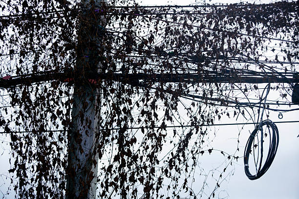 A striking image of an overgrown power pole enveloped by twisting vines and tangled cables, showcasing nature's resilience against urban structures.