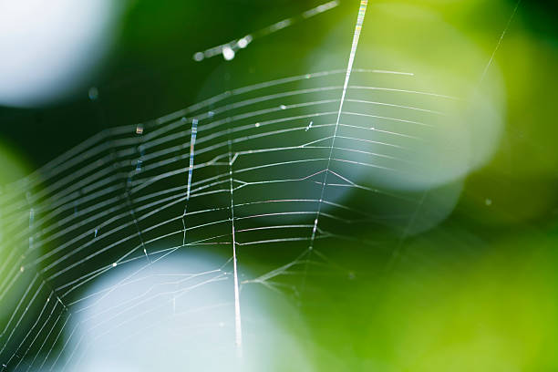 A close-up view of a delicate spiderweb glimmering in soft forest light, showcasing intricate patterns and natural beauty surrounded by lush greenery.