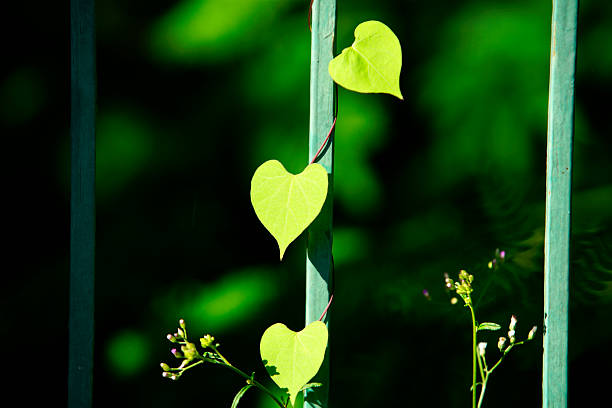 close up nature