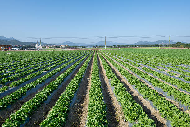 Natural farming on fertile soil