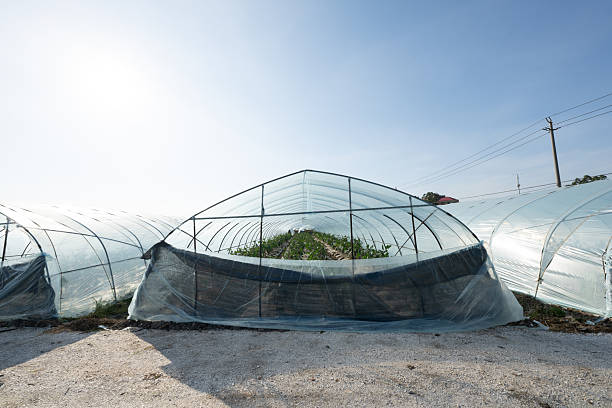 Modern agricultural greenhouse cultivation