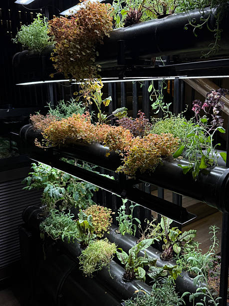 istock Various Aromatic Herbs Growing in Home Hydroponic System. Chef's Garden, Urban Future Oasis Concept. Handheld Phone Photo, Selective Focus, No AI 2249676305