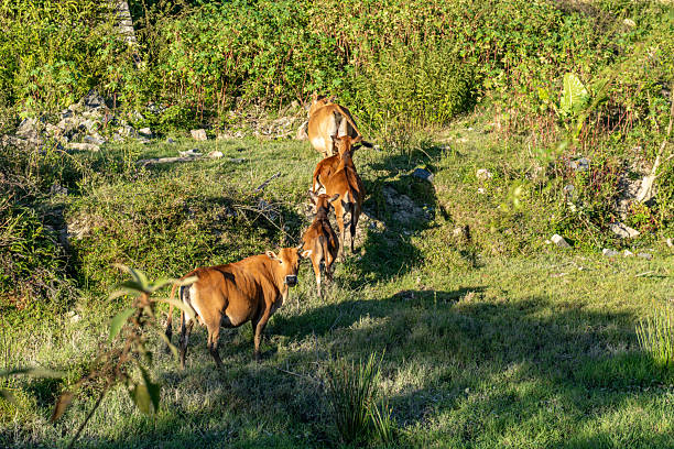 Sunlight shines on the grazing cattle on the grassland