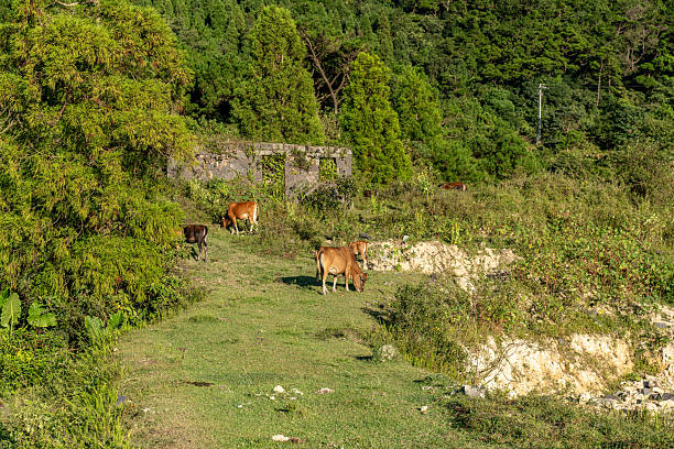 Peaceful rural setting showcasing a pasture with a cow grazing near a stone wall and a prominent tree, under a clear blue sky and surrounded by natural greenery in north west spain