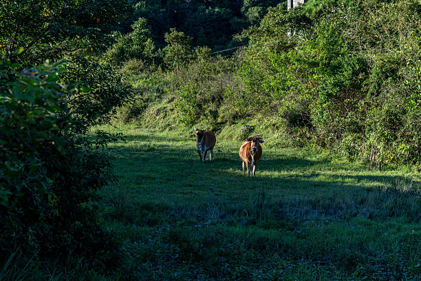 Sunlight shines on the grazing cattle on the grassland